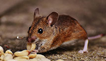 24 Hour & Emergency Exterminators in Sand Point, AK
